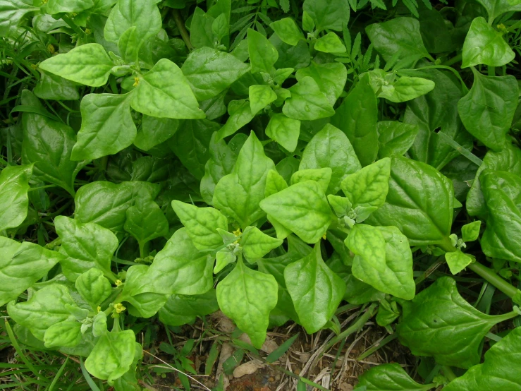 a close up of a plant with many leaves in the ground