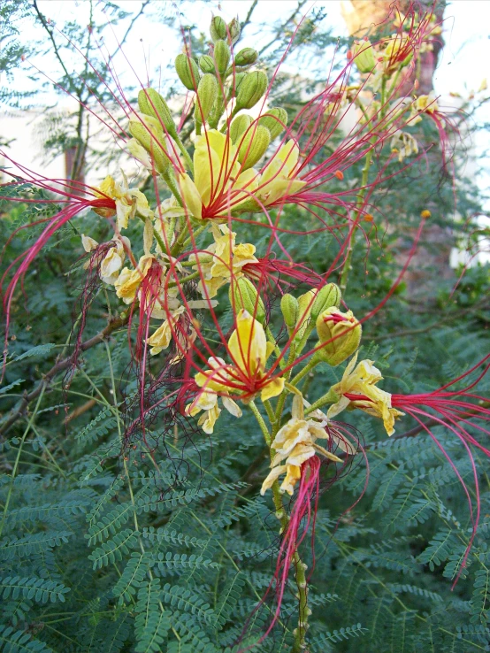 a plant with very long red and yellow flowers