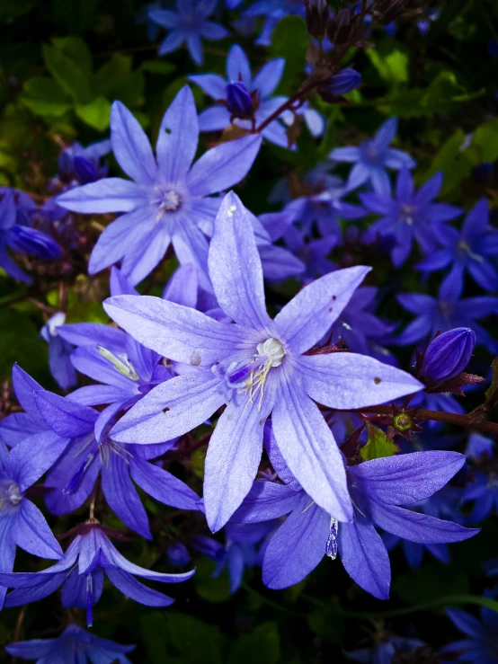 purple flowers bloom in a field of purple plants