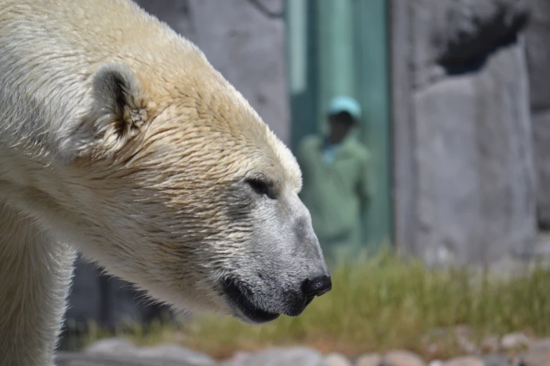 a polar bear looks to the side near a person