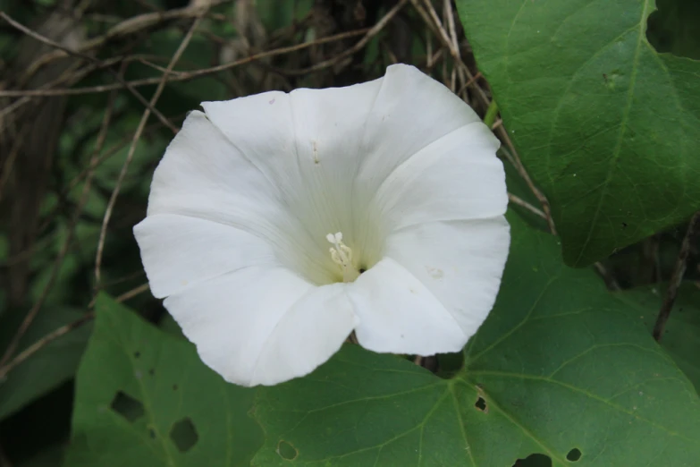 the flower is in bloom outside on the leaves