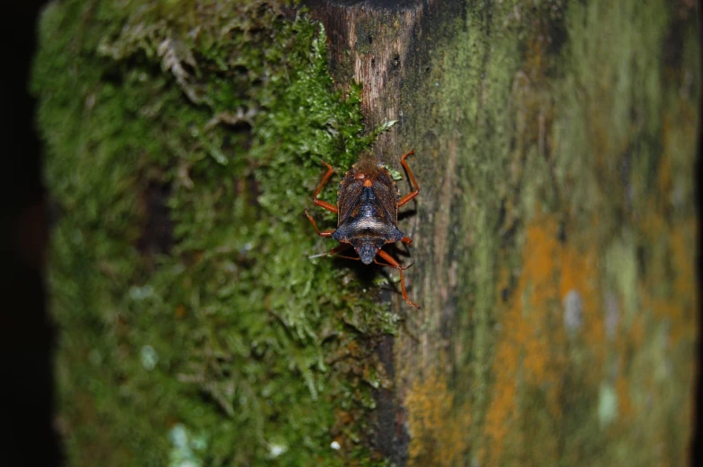 an insect sitting on top of a green tree trunk