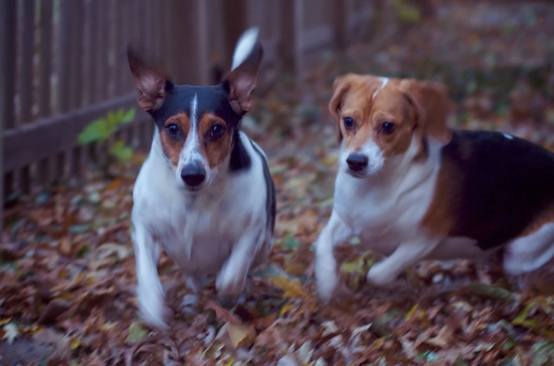 two small dogs walking down the leaves covered walkway