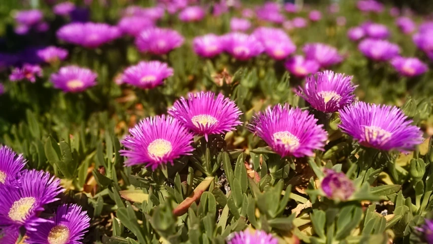 purple flowers are growing out in the grass