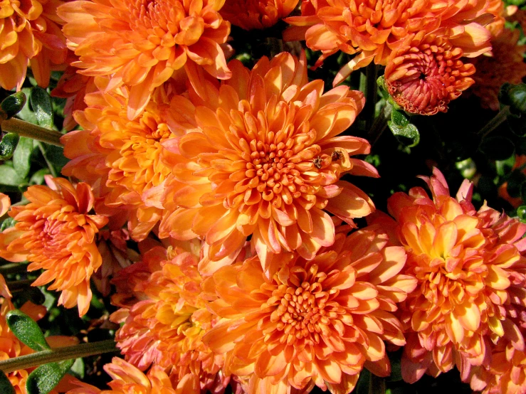 many orange flowers that have been blooming very close together