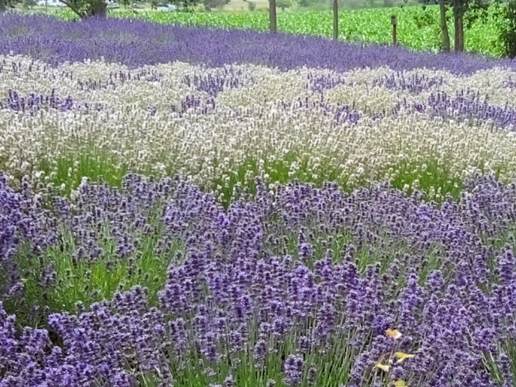 field with lavenders growing on the side of the road