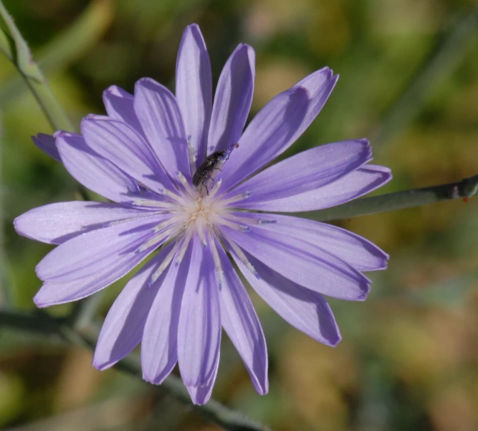 a close - up of a purple flower with an insect on it