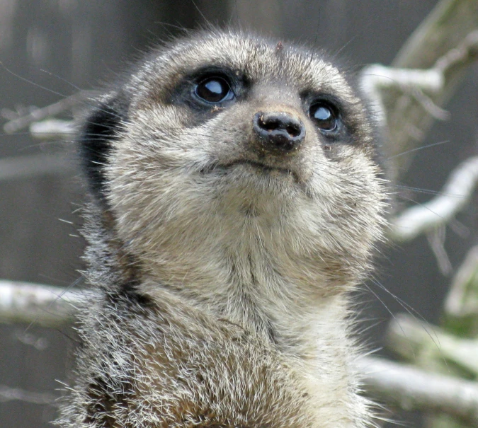 a close up of a meerkat face, with a blurry background