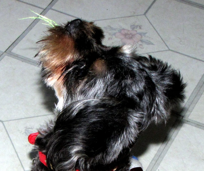 the small black dog is sniffing the toy