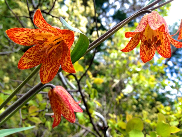 bright flowers blooming on a plant in the foreground and tree behind it