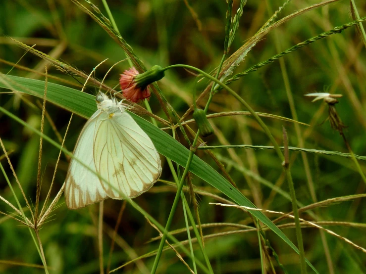 a white flower and a green leaf on a plant