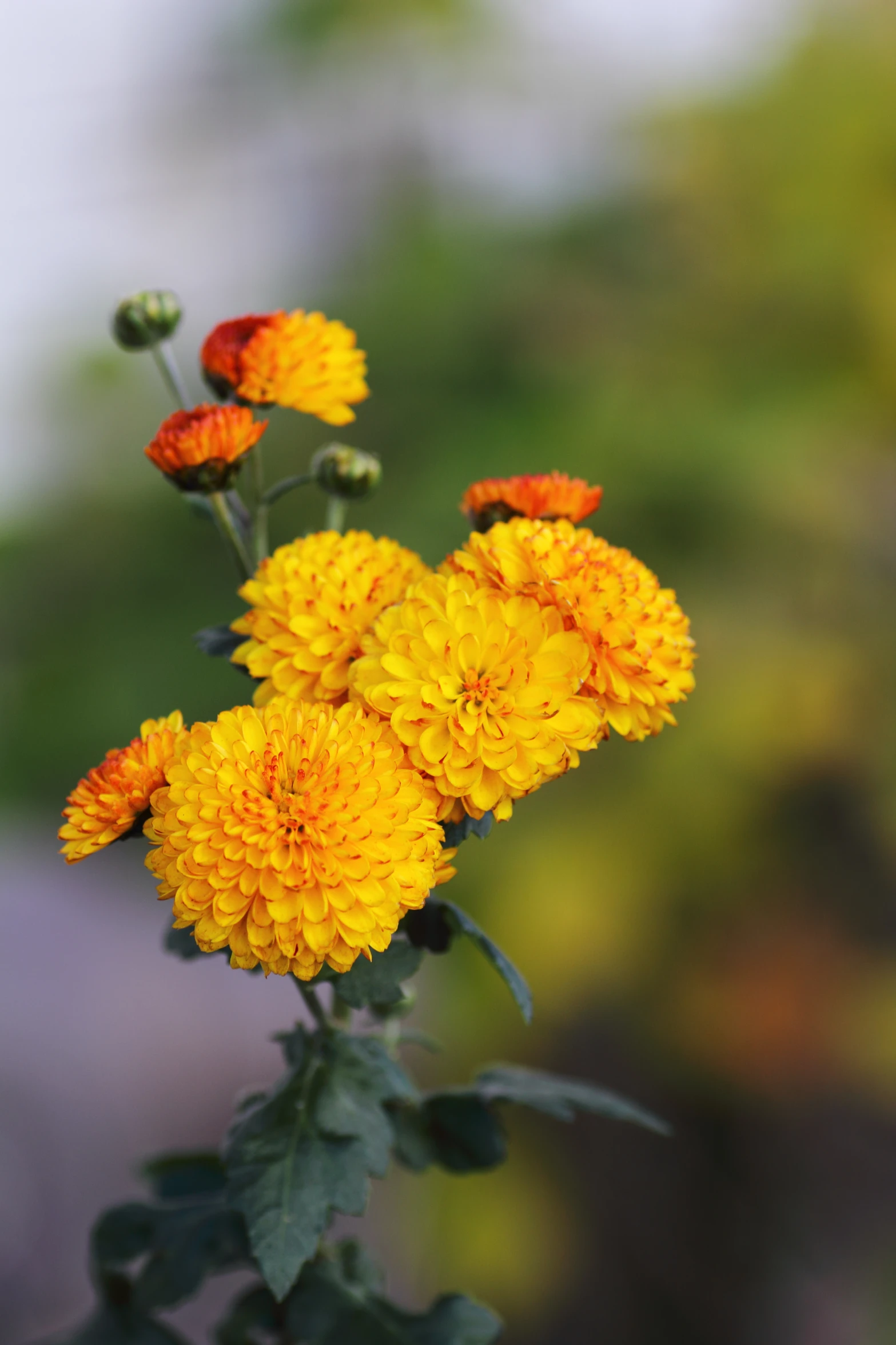 small yellow flowers with a blurry background