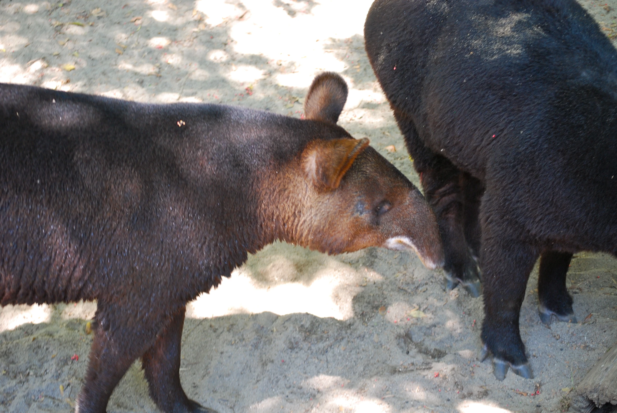 two brown black bears standing on dirt ground