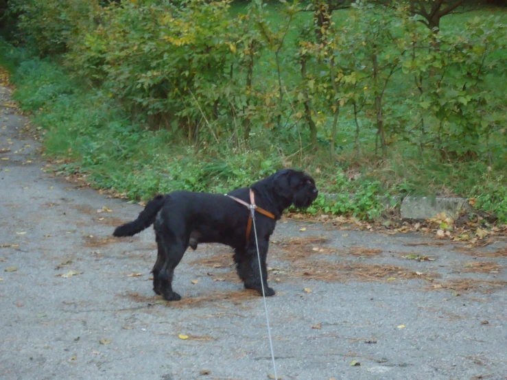 a black dog tied to a leash with trees in the background