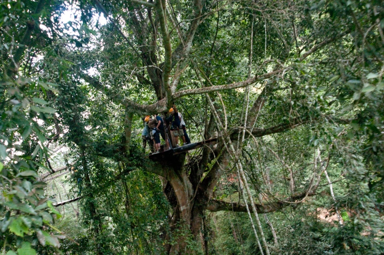 a group of people are in a tree top above a trail