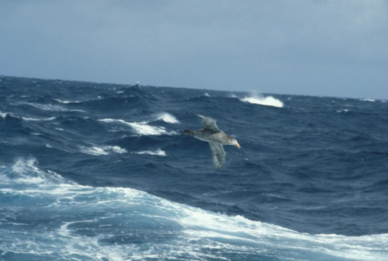 the bird is flying over the water while on board