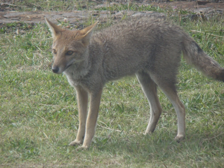 a small brown and white fox standing in the grass