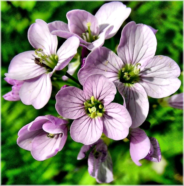 purple flowers sit together in a green garden