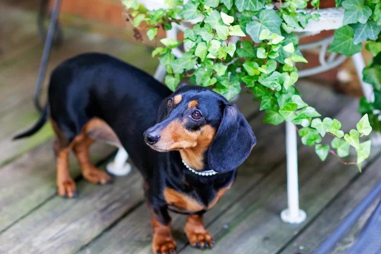 a black and brown dachshund on deck next to a potted plant