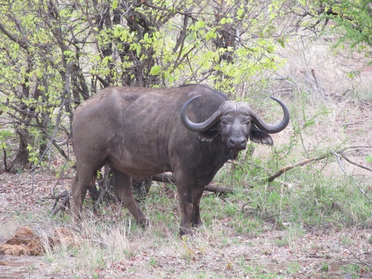 the long horned bull is standing in the forest