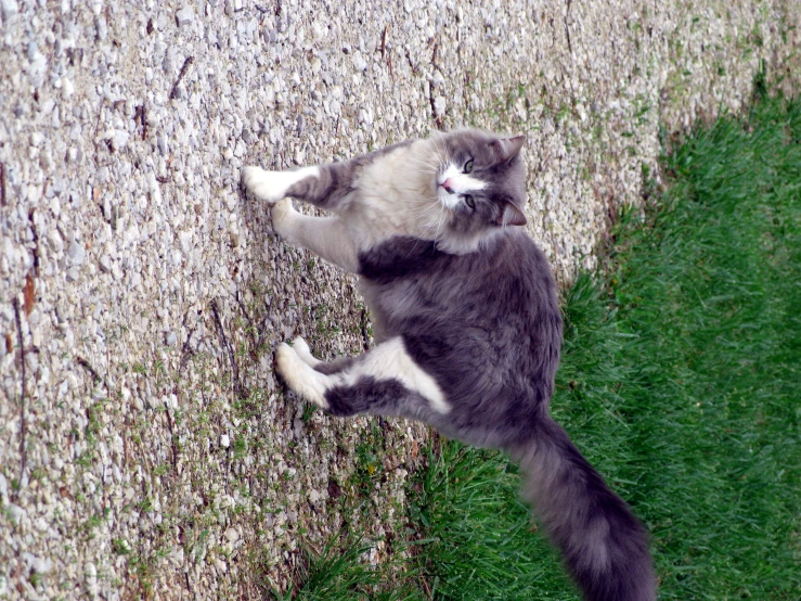 an image of a cat in the road