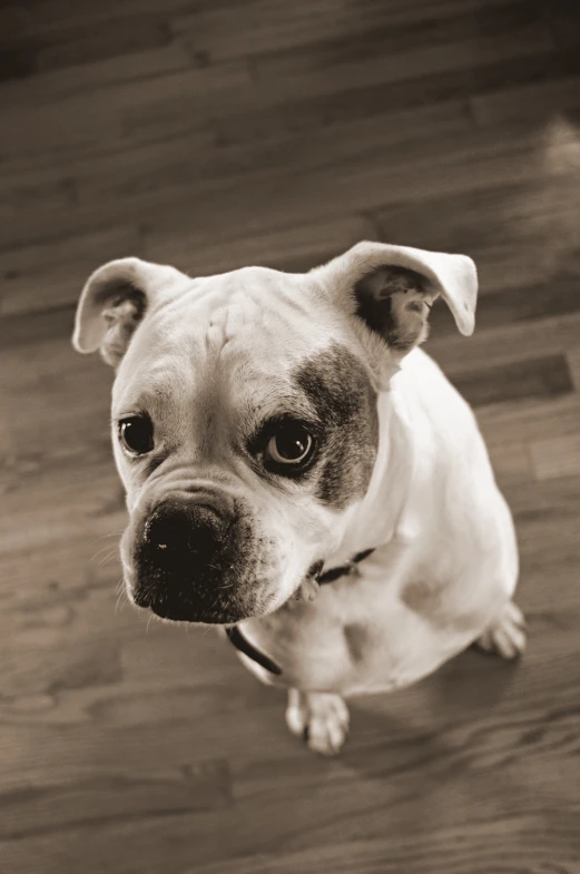 this dog looks up into the camera while on its hind legs