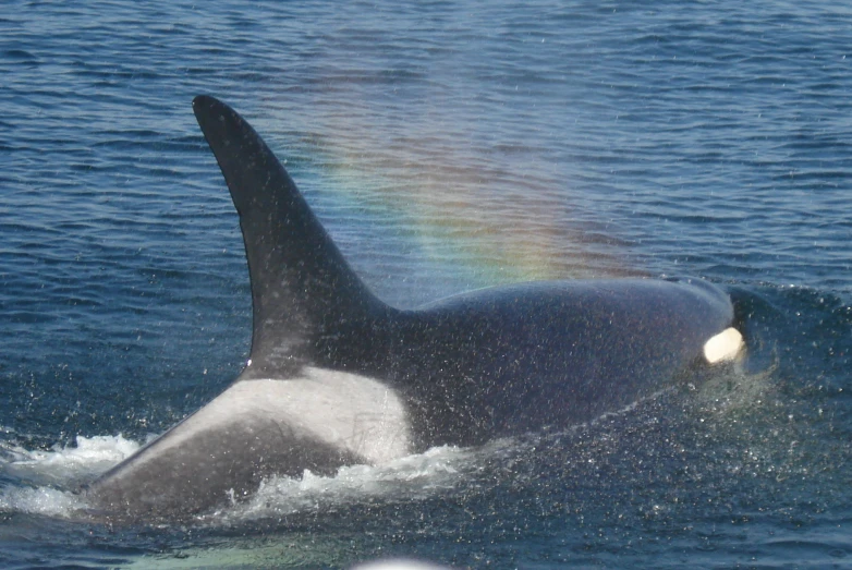 an orca with rainbow on top of its head in the water