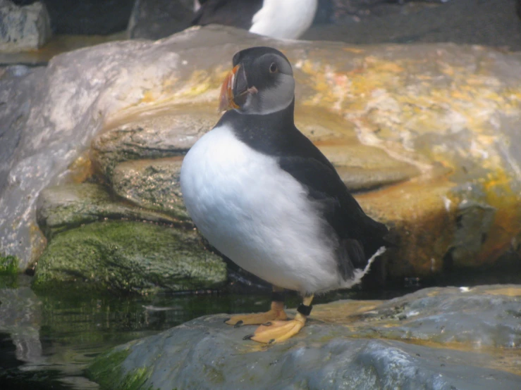 a black and white bird standing on some rocks