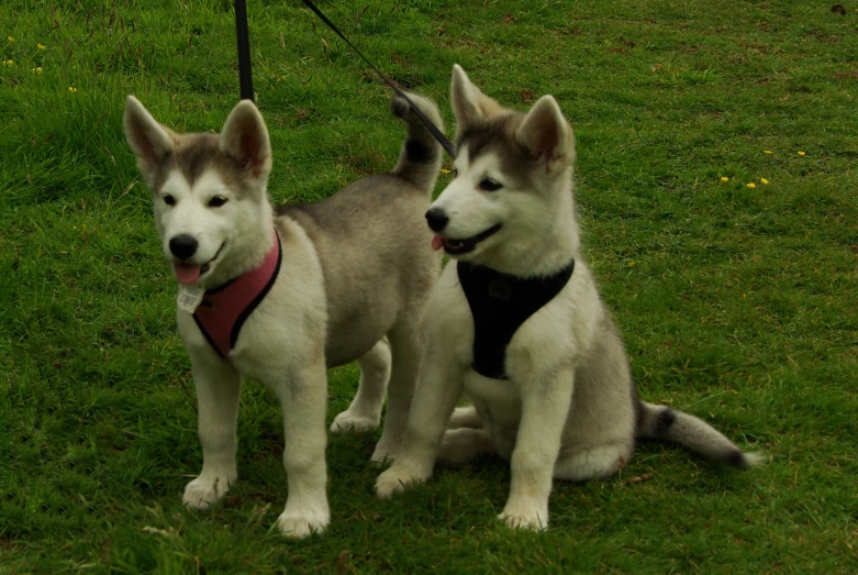 two puppies with their collars on in the grass