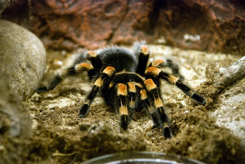 a large taranuise spider in a terrarium exhibit