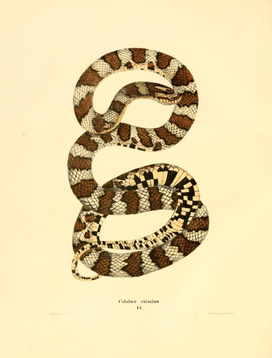 a print depicting an eye - eatery snake from the animal liry