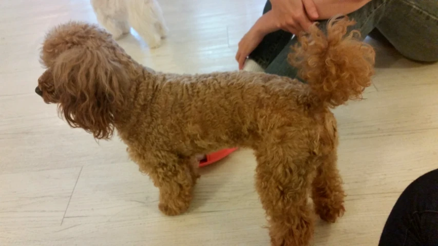 a dog that is standing next to a lady