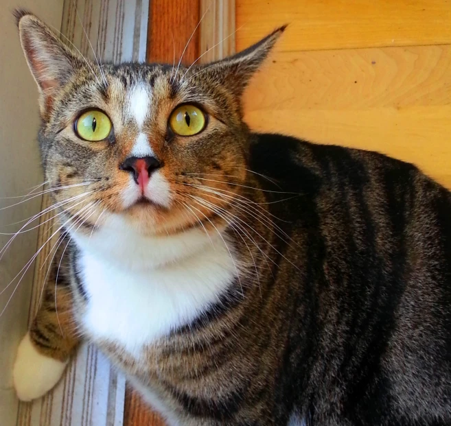 a cat leans down to pick up a toy