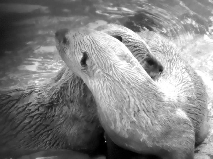 two polar bears play in the water with each other