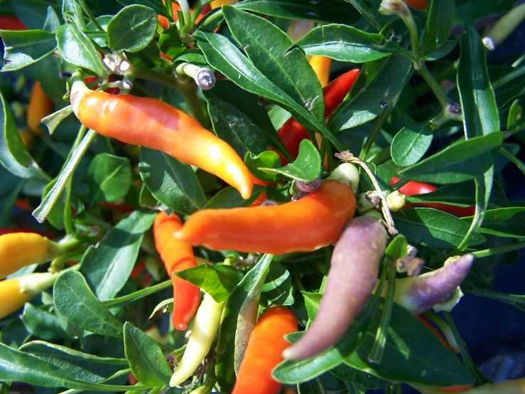 a close up picture of some red yellow and green peppers