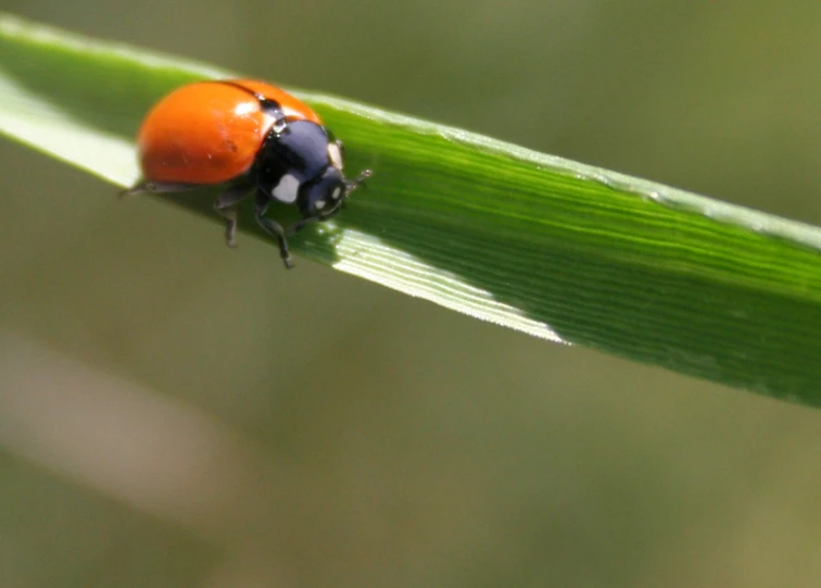 this is an image of a lady bug on a leaf