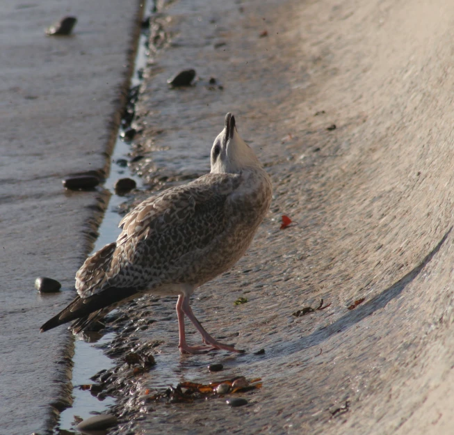 a seagull standing at the edge of a river