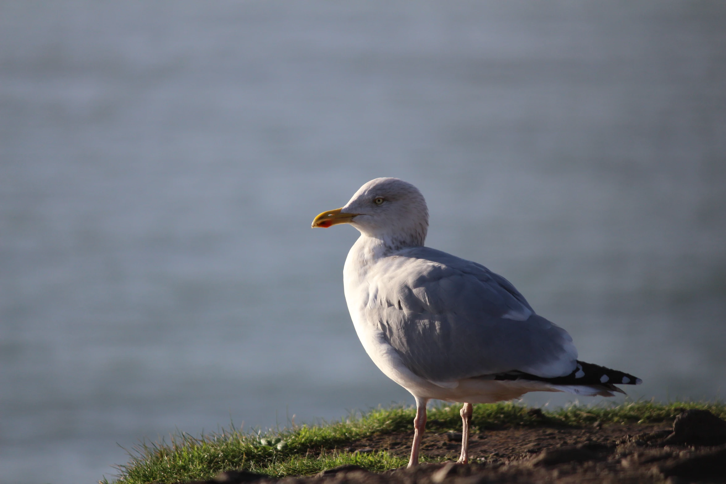 there is a bird standing on a green grass by the water