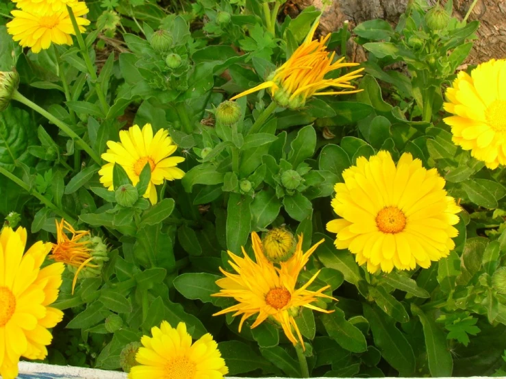 a basket is full of yellow flowers with leaves