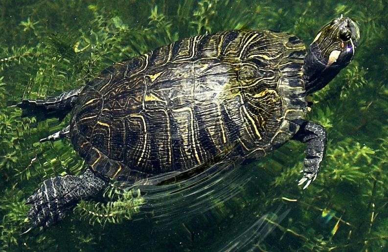 a close - up image of a turtle swimming in the water