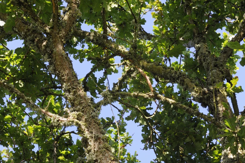 a tall, green tree with lots of nches