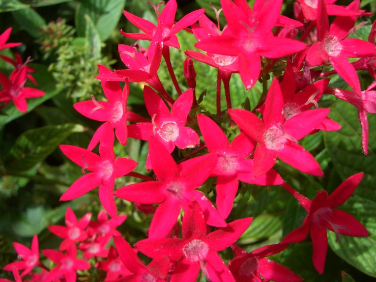 a bunch of red flowers near a lush green plant