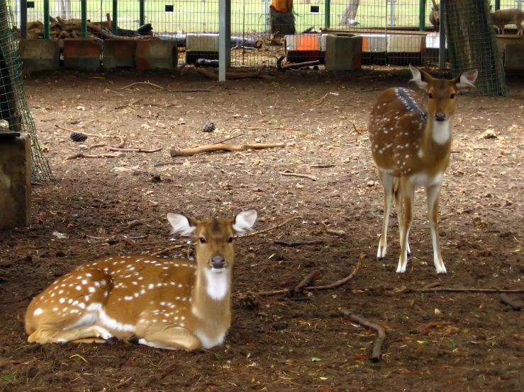 two deer lying down under a tree inside of a cage