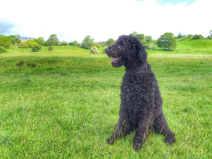 a dog sits in the grass on a sunny day