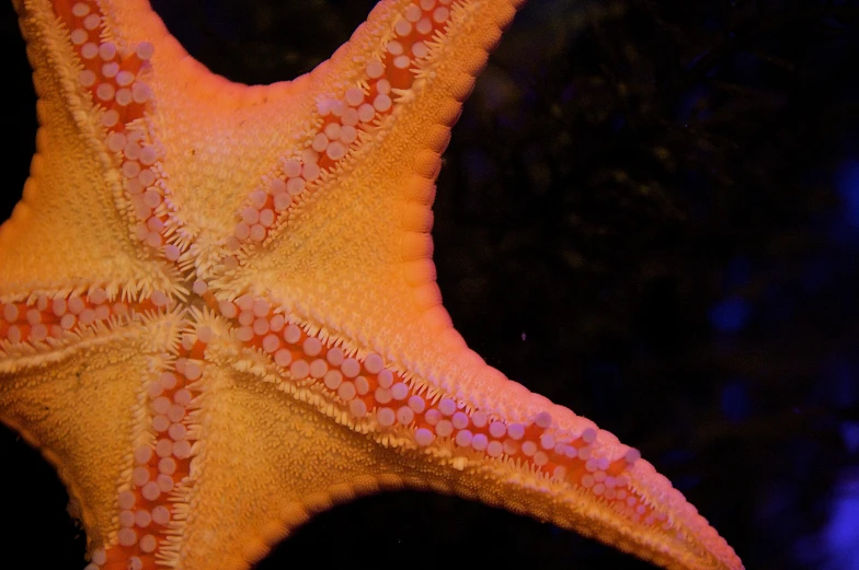 a starfish rests close to the water's surface