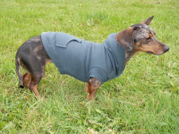 a very cute small dog standing in the grass