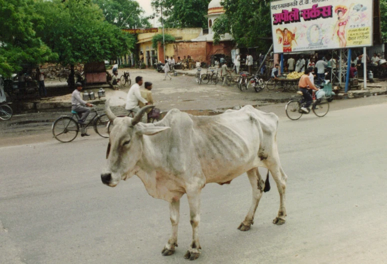 white ox walking in street with people riding bikes behind it