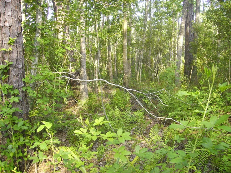 a forest with many trees and ferns