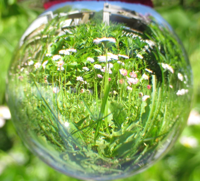 the reflection of the grass in a glass bowl