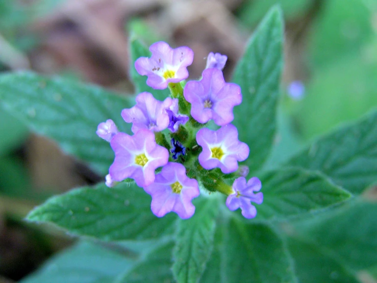 flowers with purple petals are growing in the wild